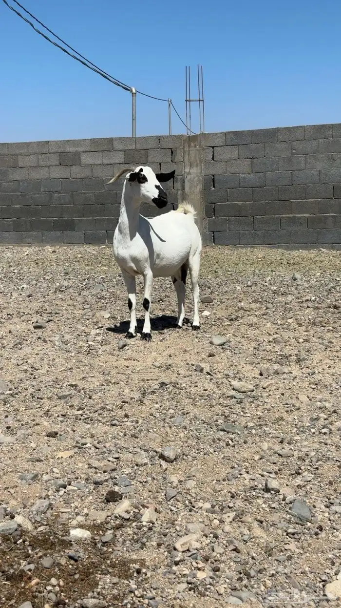 معزا بيشي صنف 3