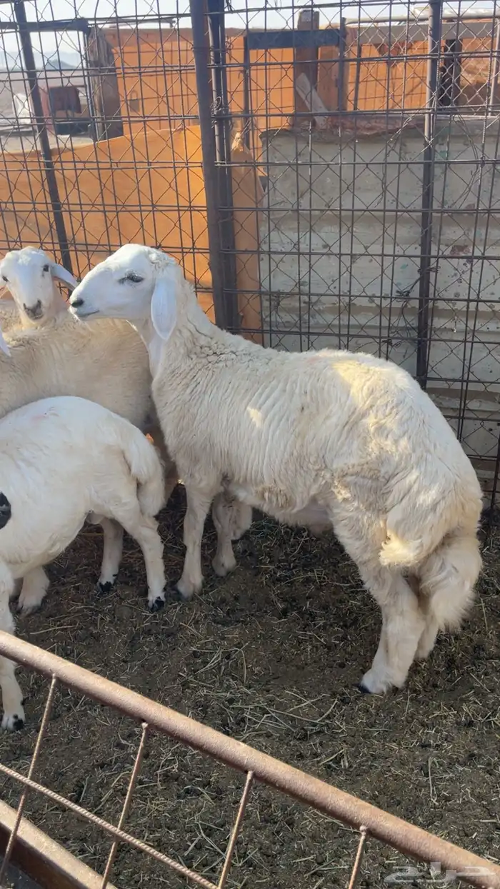 ذبايح حريه فاخره مع خدمة الذبح والتوصيل 1