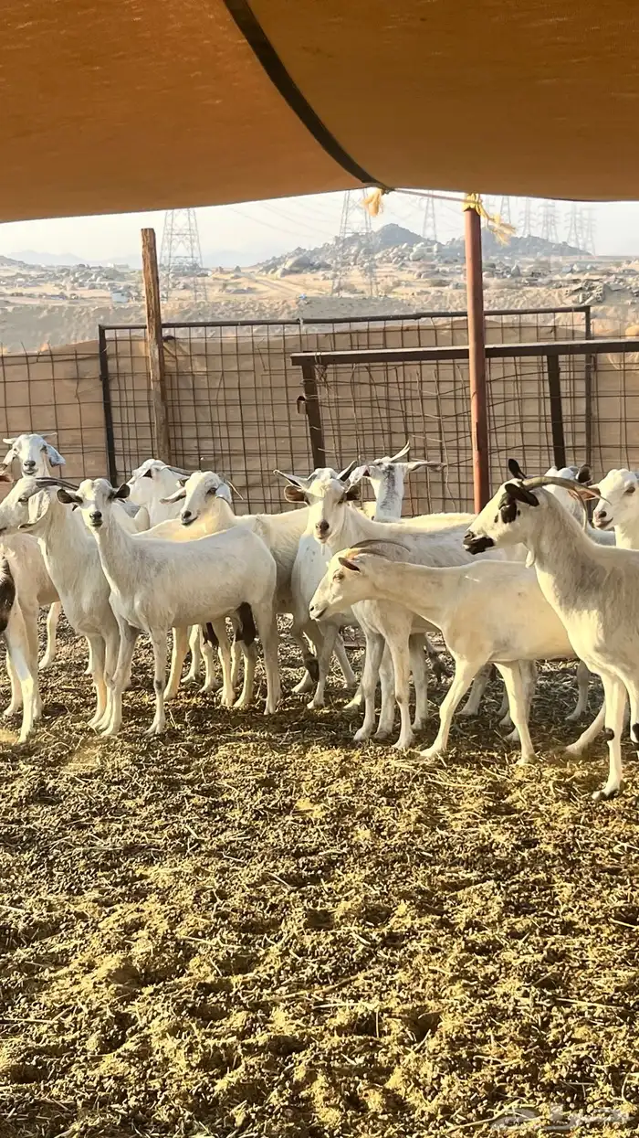 معزا بيشية مراح واحد . 12