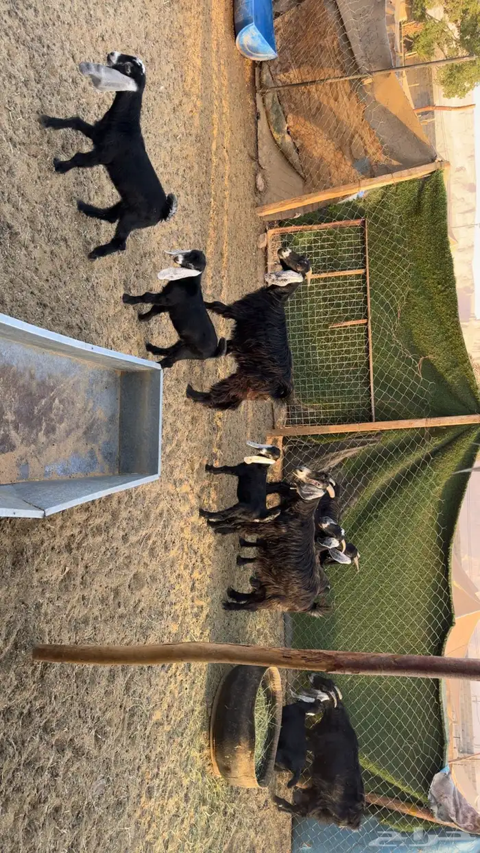 معزى متابيع 2