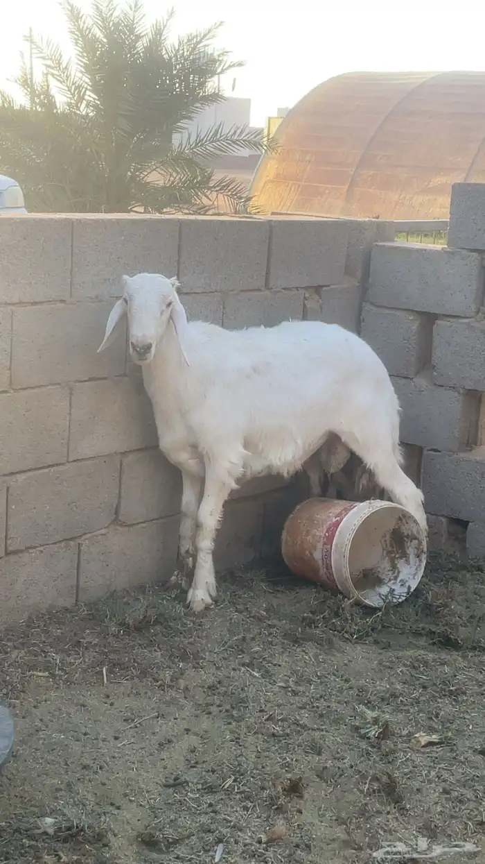 مشاريع فحول طيبه بالحيييل حريات 1