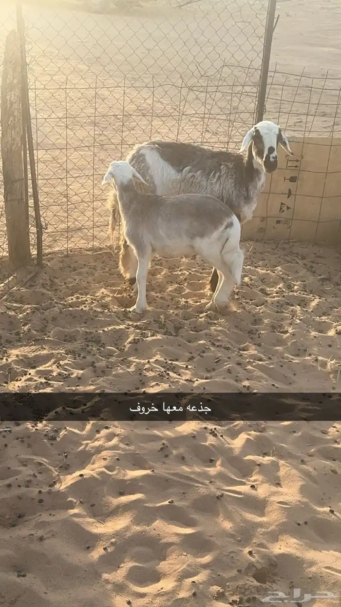 غنم مواليد 4