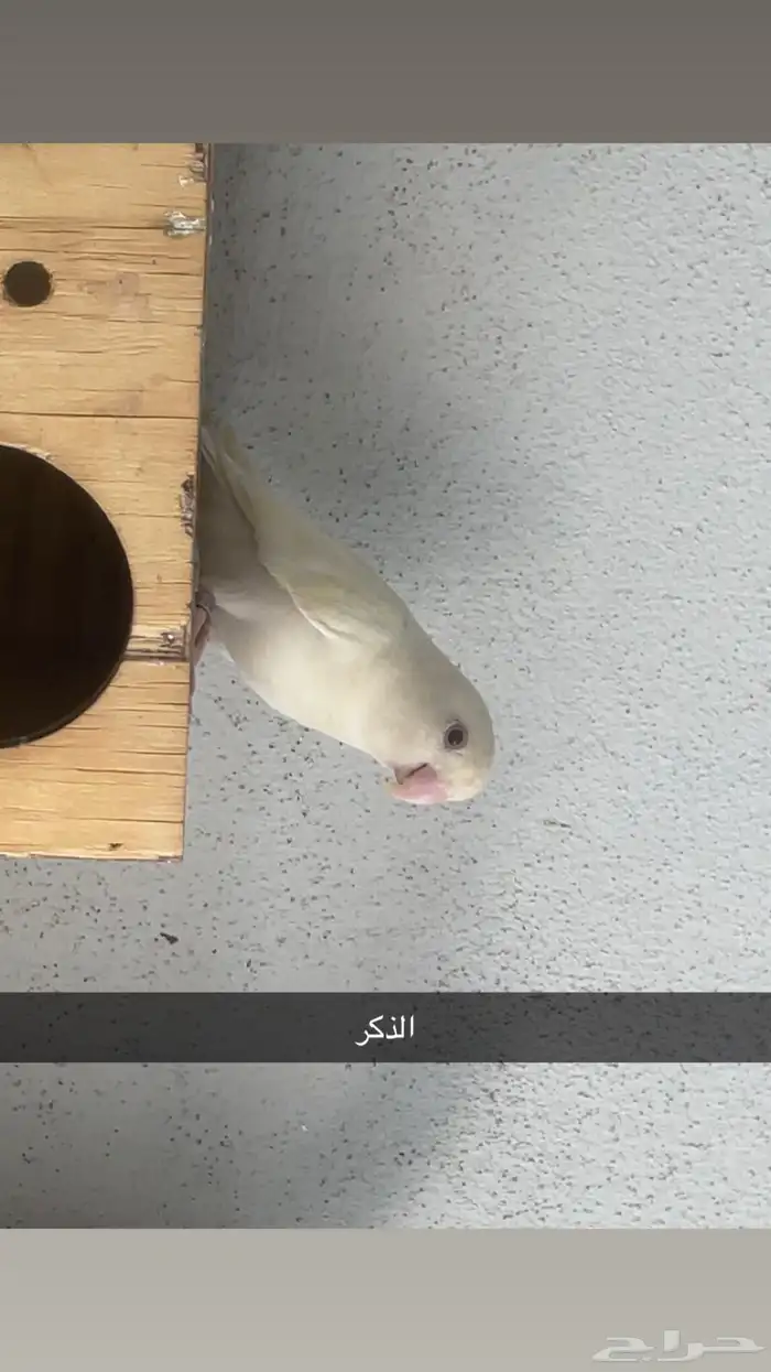 زوج روز منتج 1