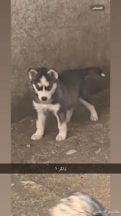 كلاب هاسكي index