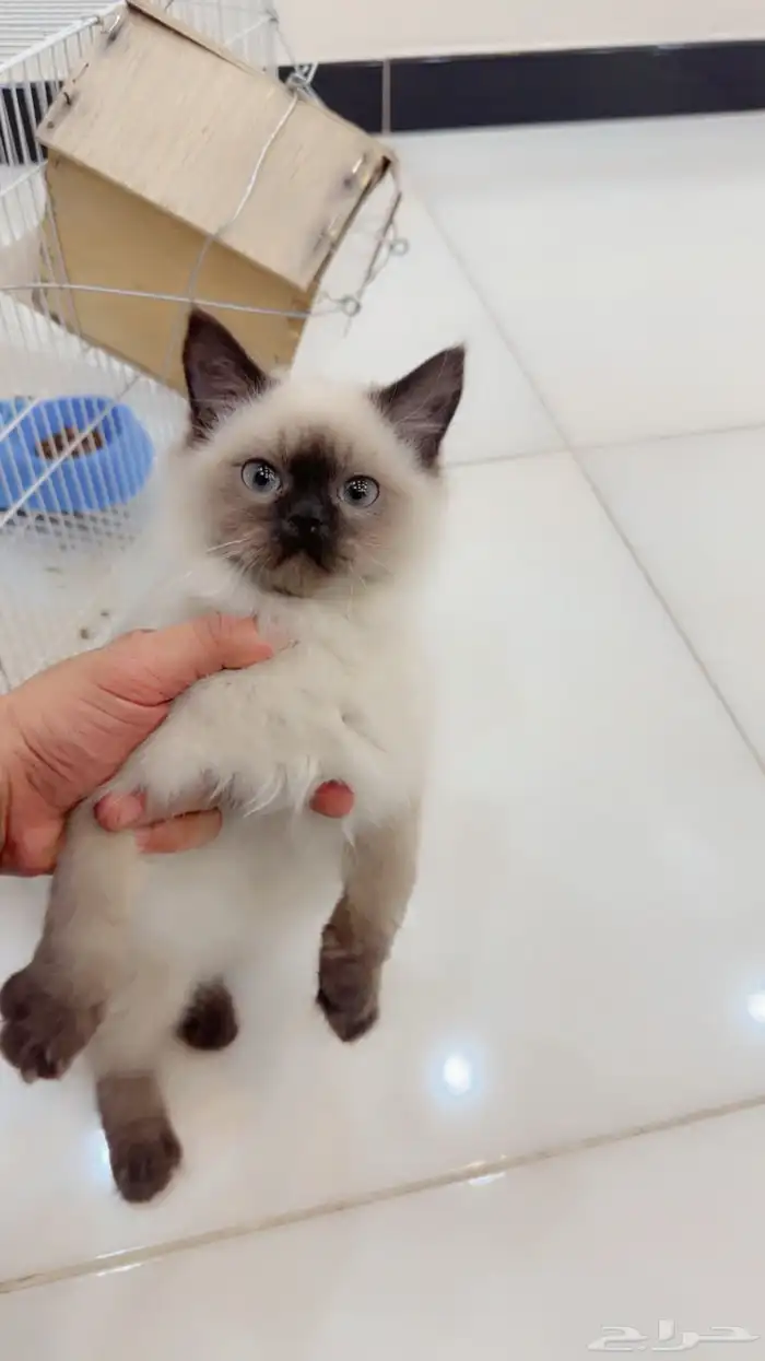 قطه هملاي للبيع 0