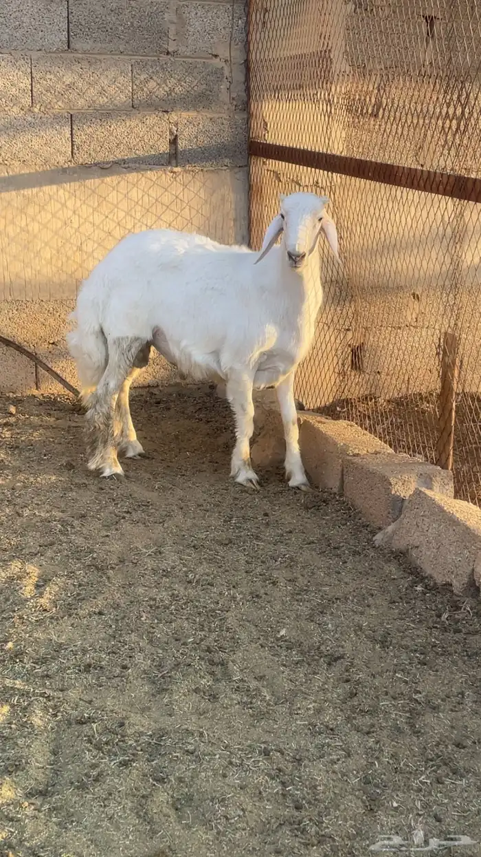 مشاريع فحول طيبه بالحيييل حريات 2