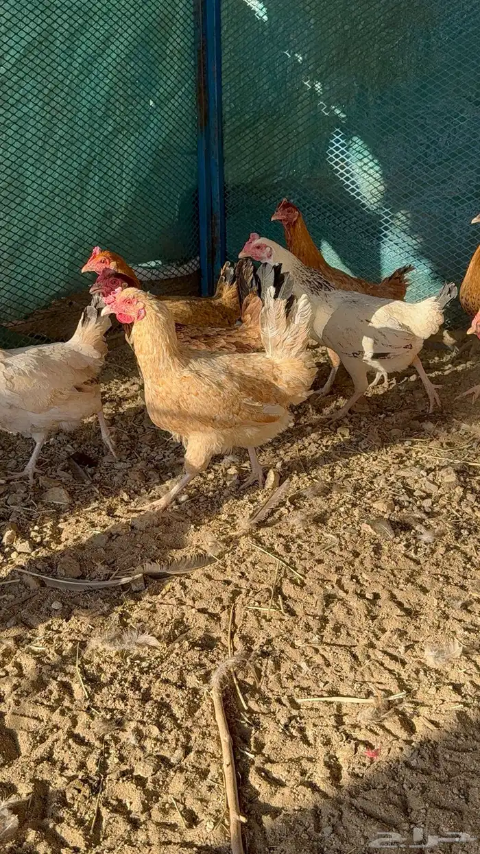 دجاج بياض 10