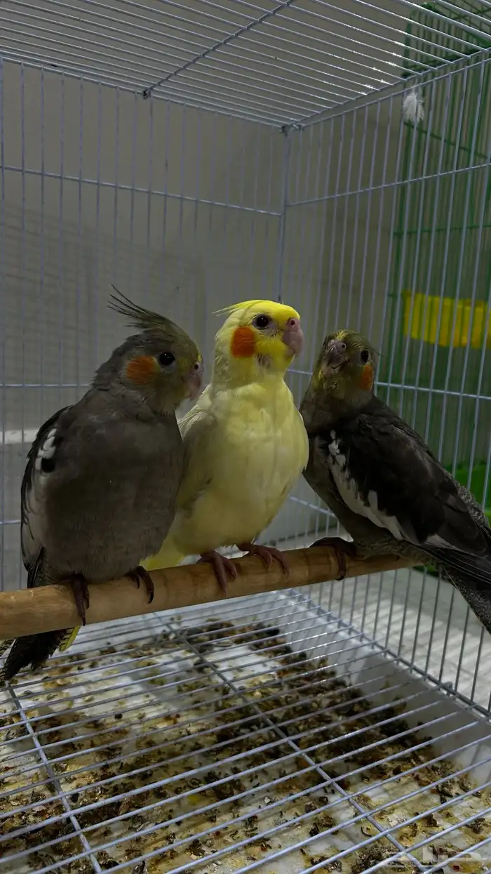 3 عصافير كوكتيل ( كروان ) توام ثلاثي بعمر شهر الى شهر ونصف 0