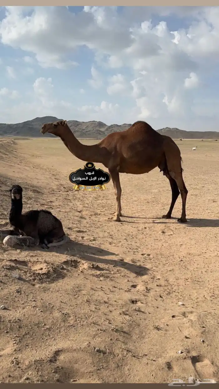خلفات نياق جمال فحول سواحل كفو . 5