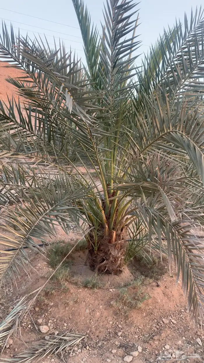 نخل فحالات 0