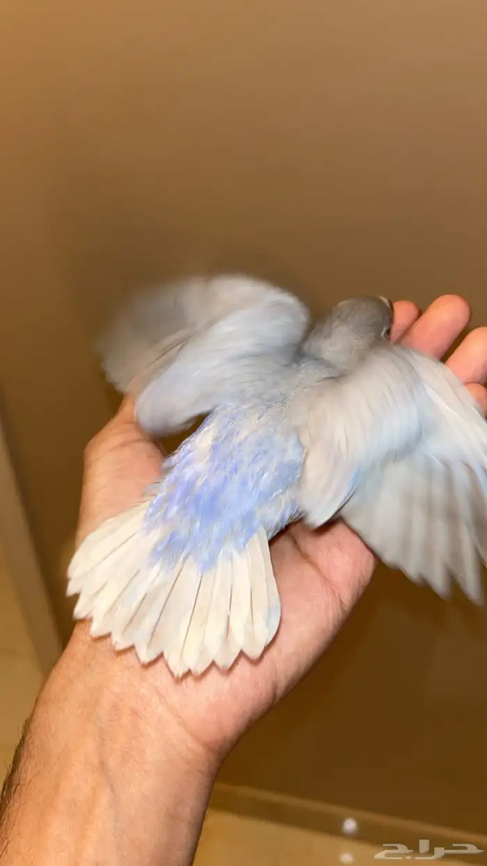 فرخ روز هدد نشبة 4