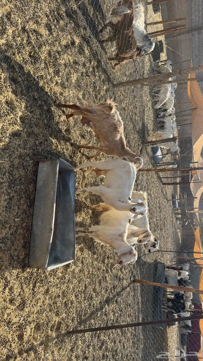 معزى حليب مشروط صبح ومساء 3