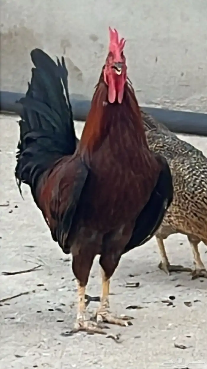 ديك للبيع اموره طيبه و يضرب للبيع اصامل خمسين ريال 0