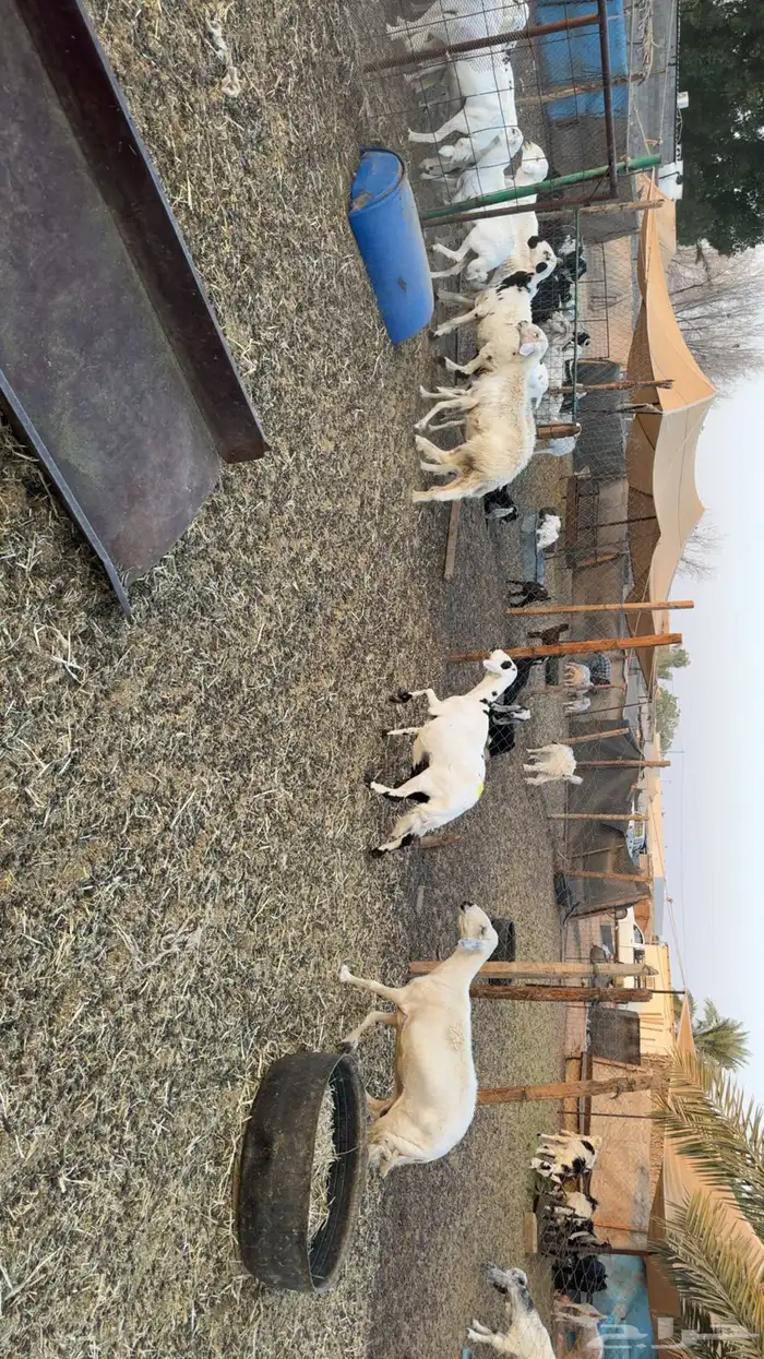 غنم حصيب ودفيع 3