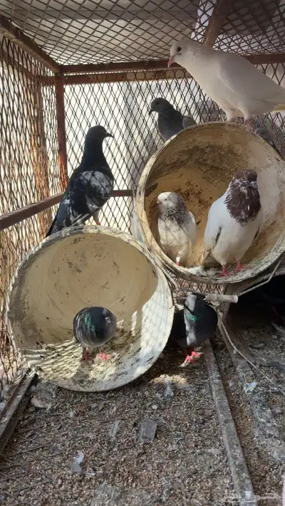 حمام مشكل index