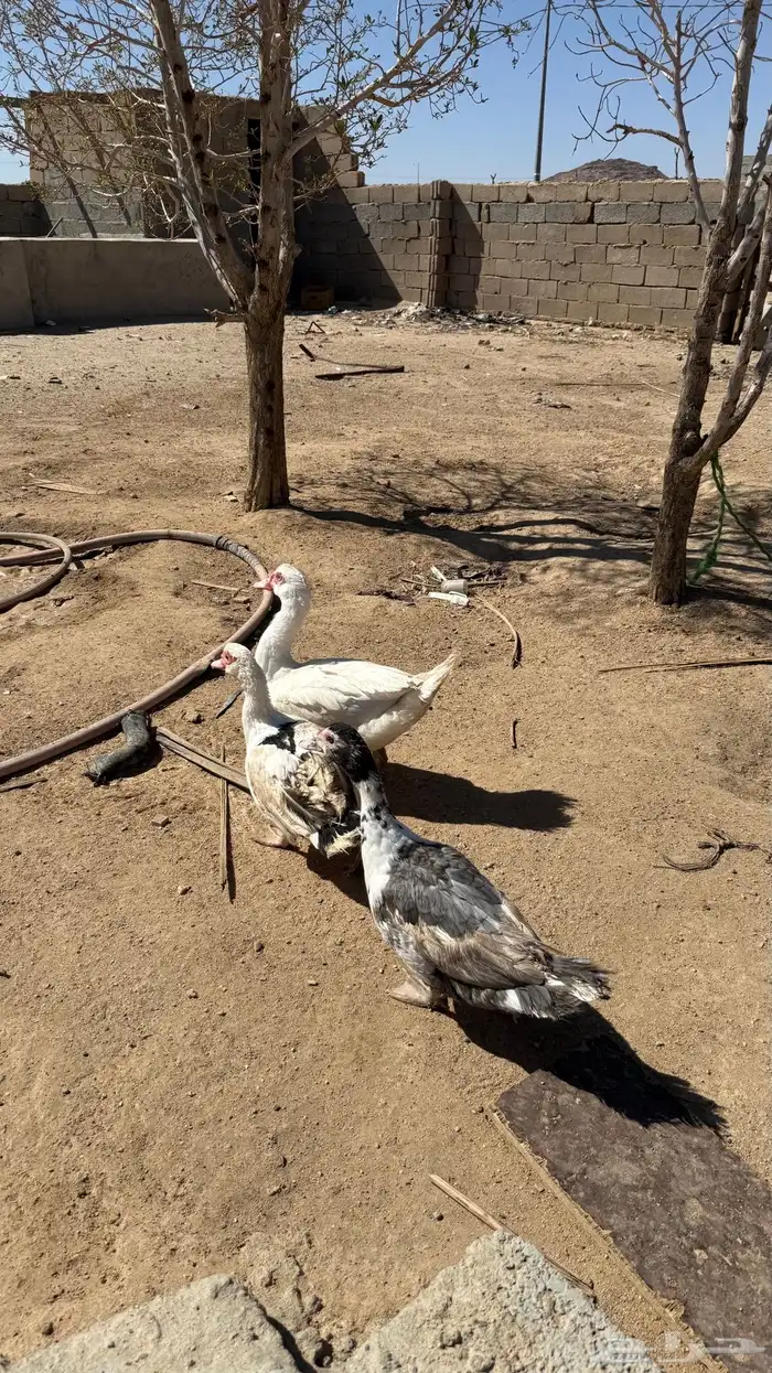 بط ذكر وثنتين اناثي 0