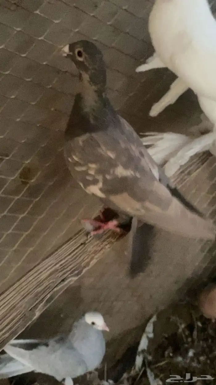 انثا زاجل زينه 6