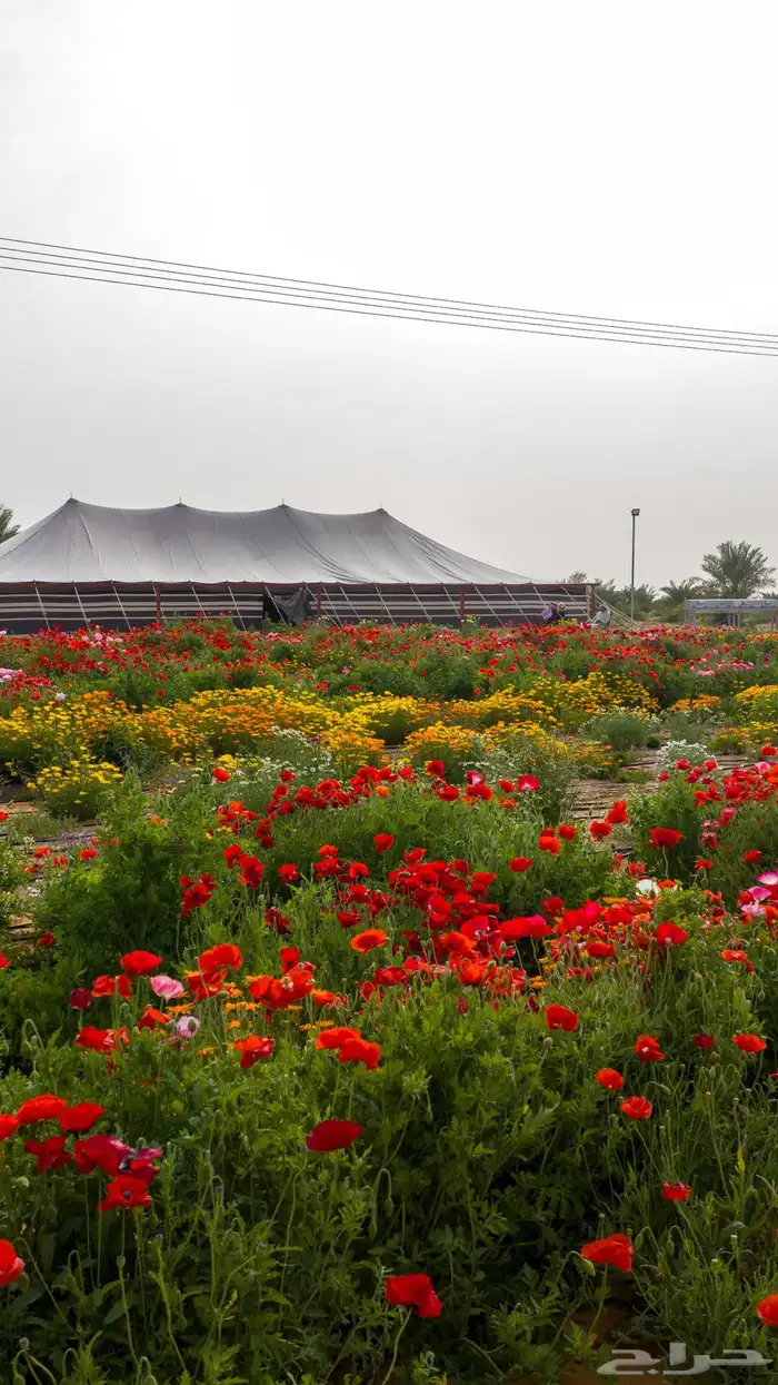 خيام صيوان عدد 2 اللون اسود مبطنة من الداخل 12 22 5