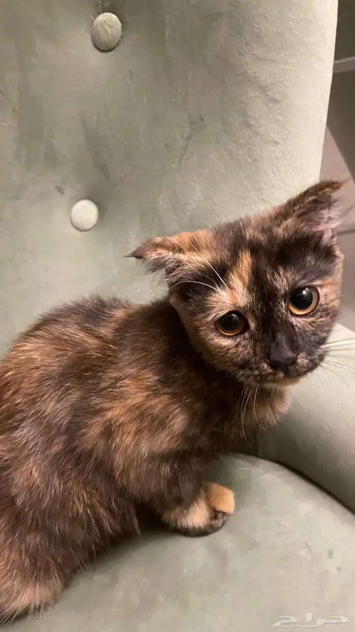 قطط تبني ضروري 0