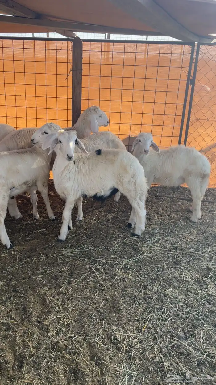 ذبايح حريه فاخره مع خدمة الذبح والتوصيل 5