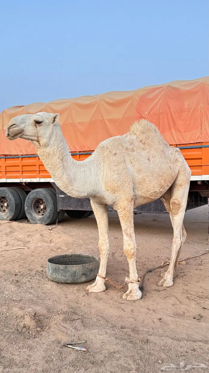 قعود اوضح للبيع العمر من 3 سنين الى 4 0