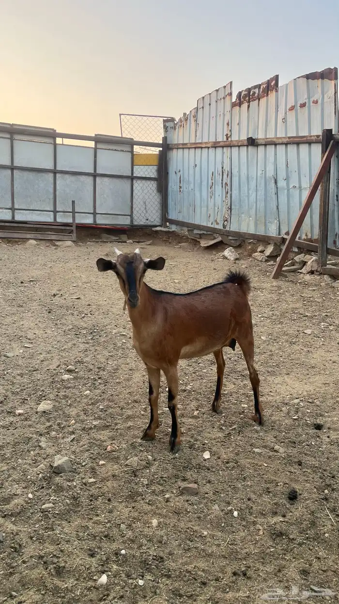 جفره دافع 2