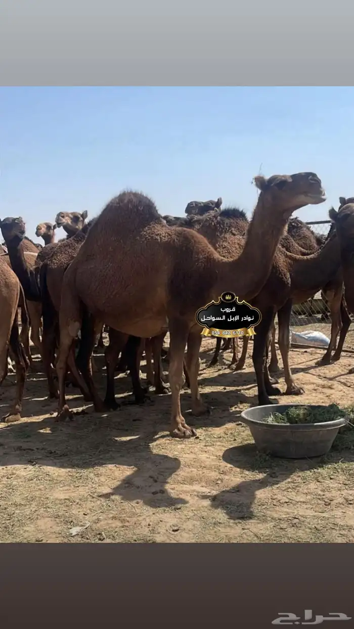 خلفات نياق جمال فحول سواحل كفو . 4