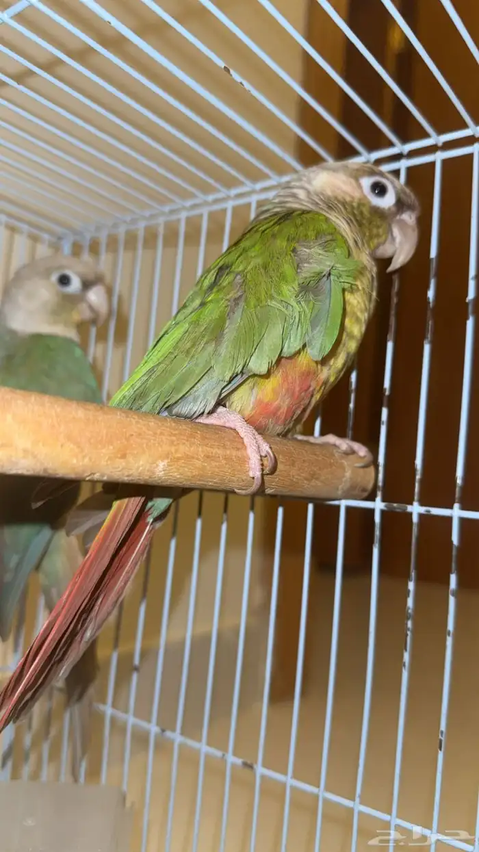 للبيع فردتين كنيور ذكر وانثى 2