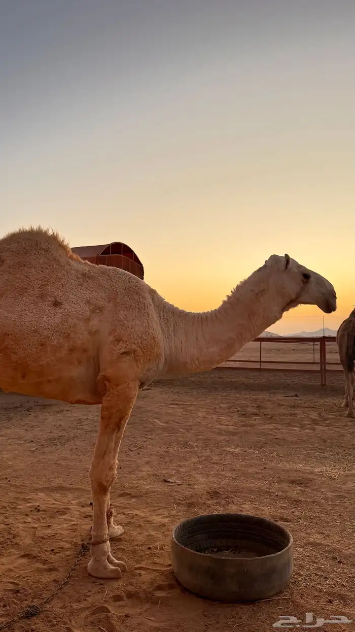 قعود اوضح للبيع العمر من 3 سنين الى 4 4