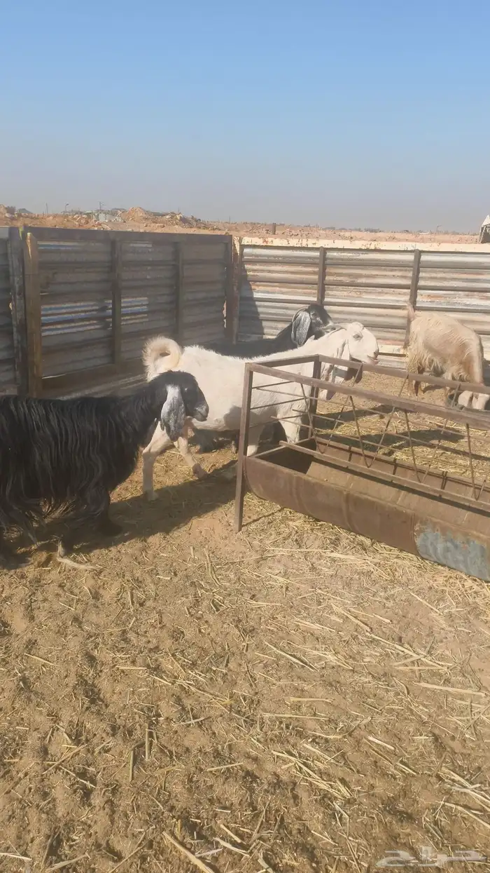 معزاء عوارض دفيع 0