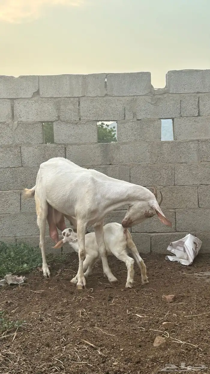 السلام عليكم ورحمة الله وبركاته شا بيشي اصل 3