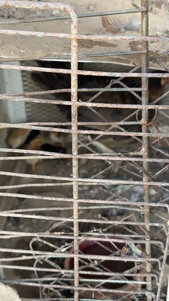 دجاجه معها 6 صيصان 0