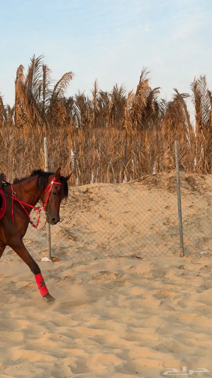 حصان شعبي خيل 4