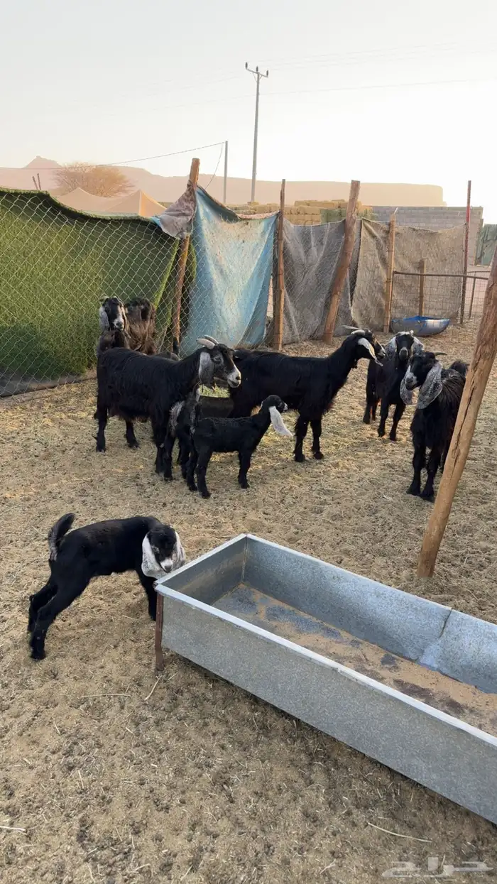 معزى متابيع 3