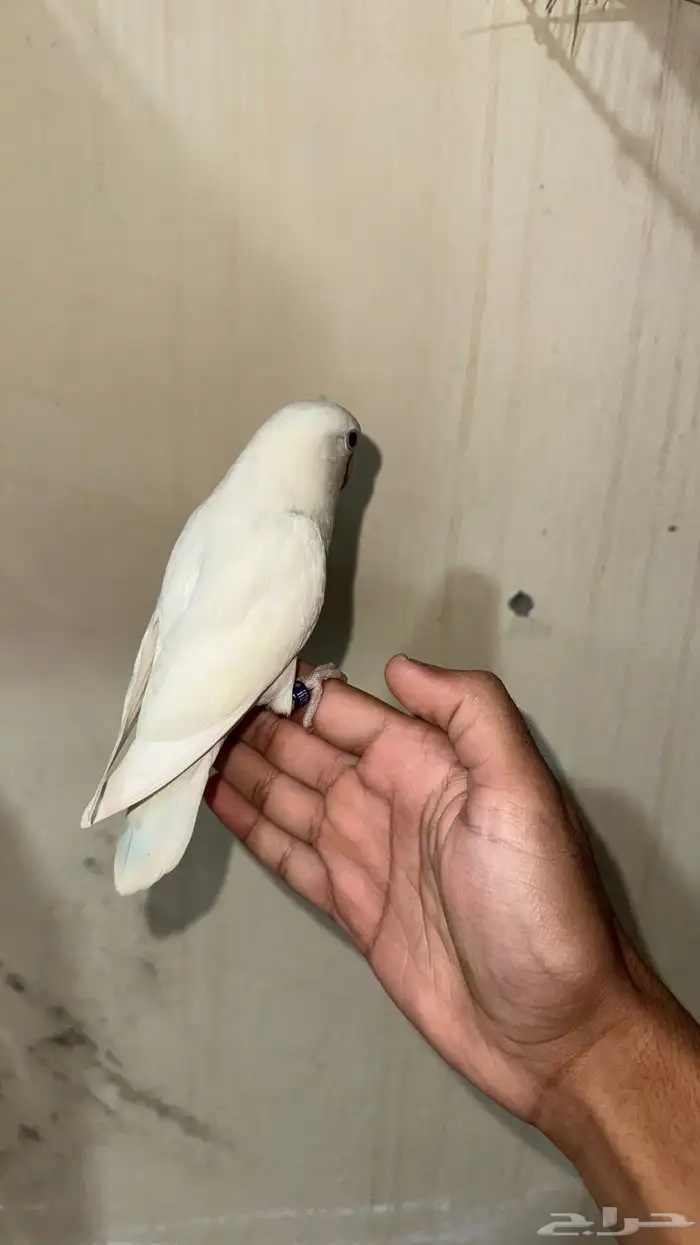 زوج روز اليف 1