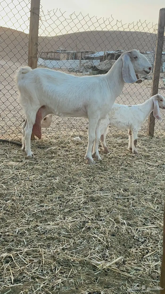 معزا مشاريك 2