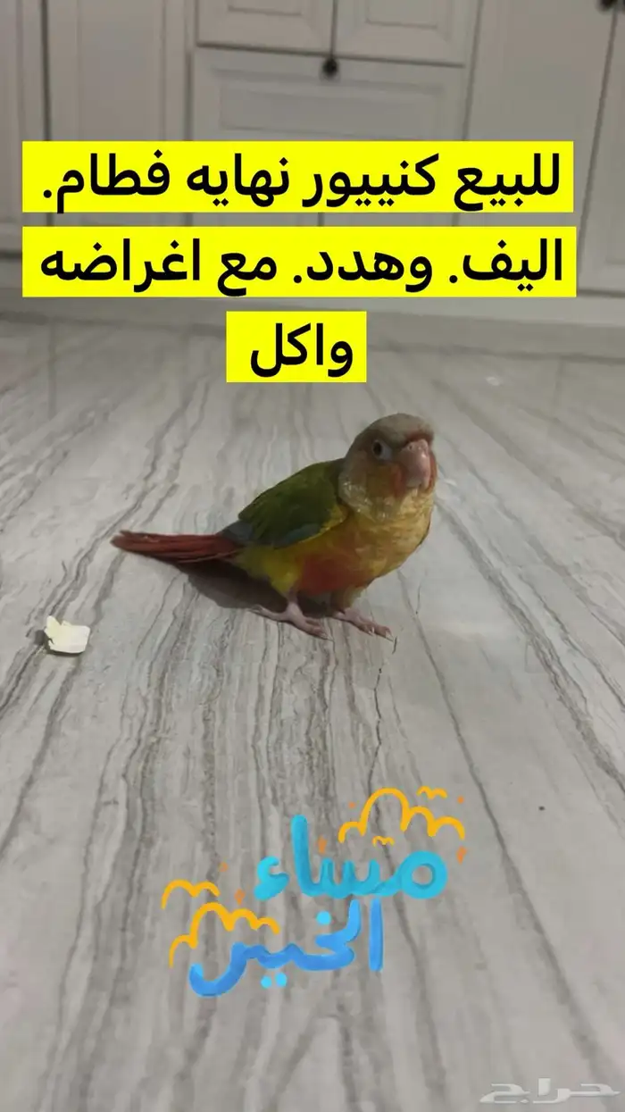 كنيور هدد وأليف 0