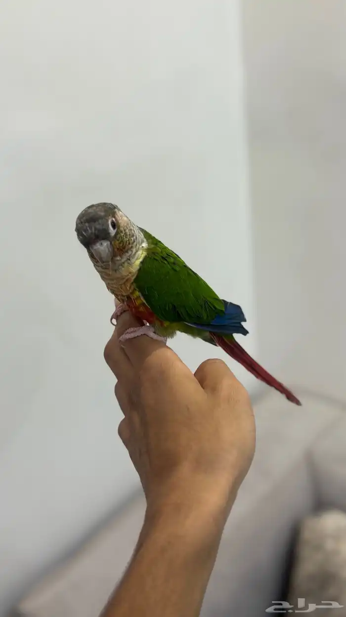 كنيور يلو سايد 3