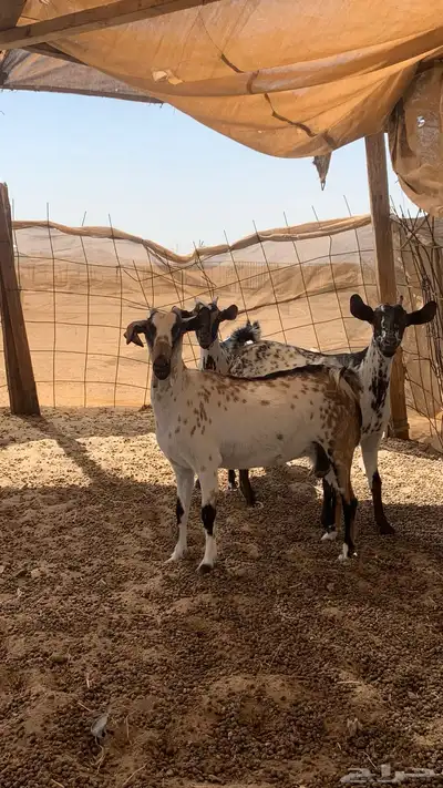 معزا دفيع على سونار index