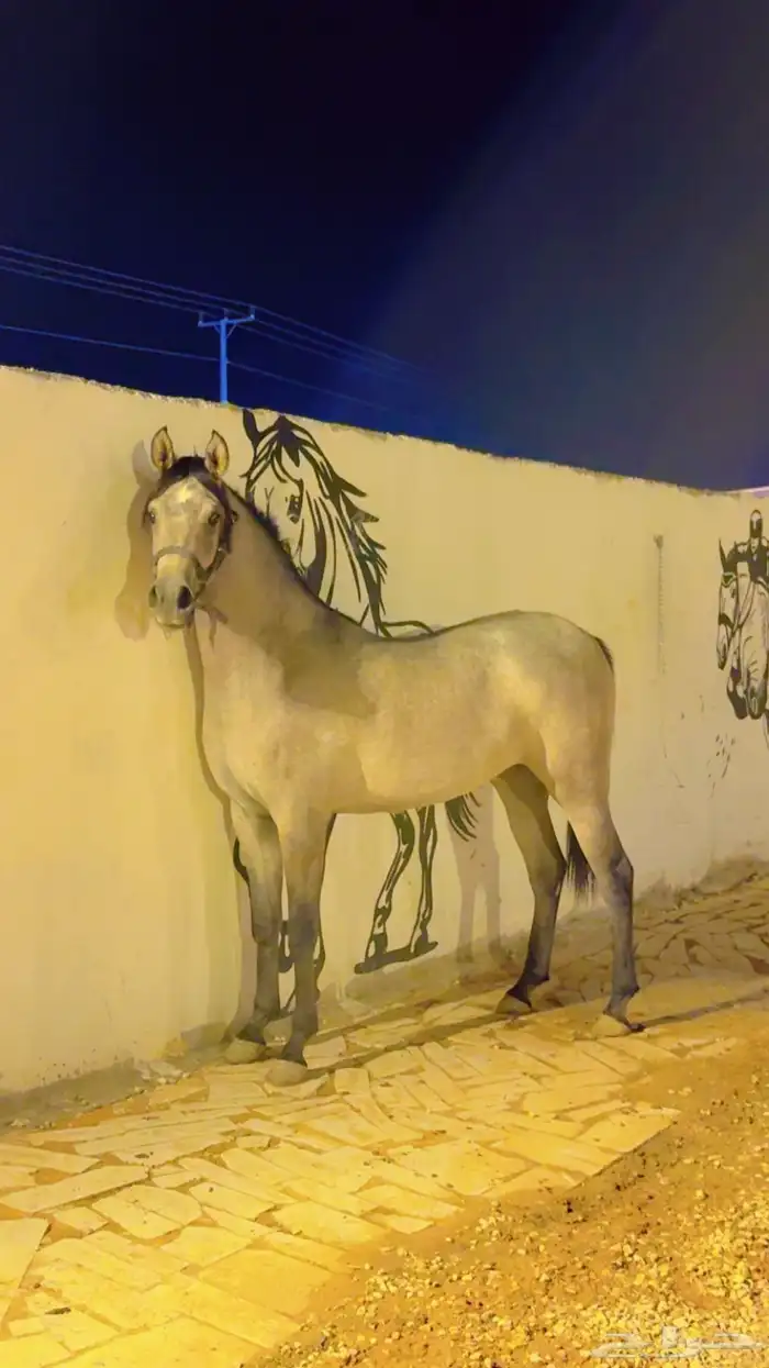 مهره شعبيه كفو 0