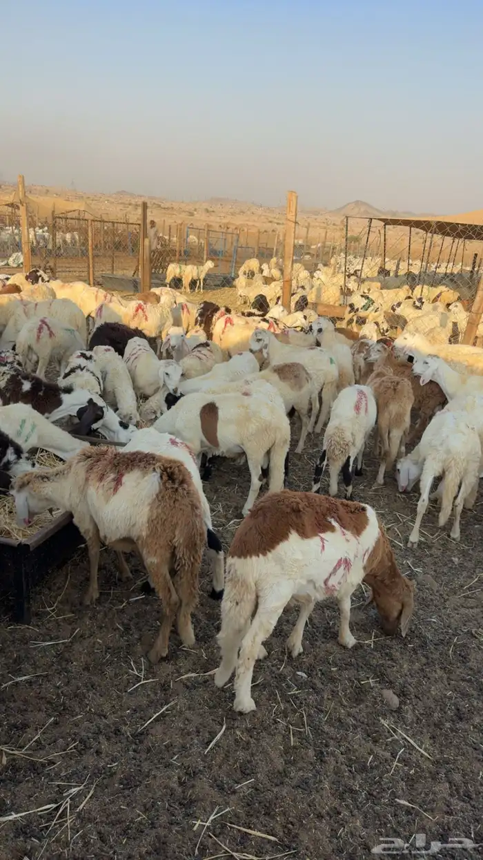 طليان سواكن رخيصة 3
