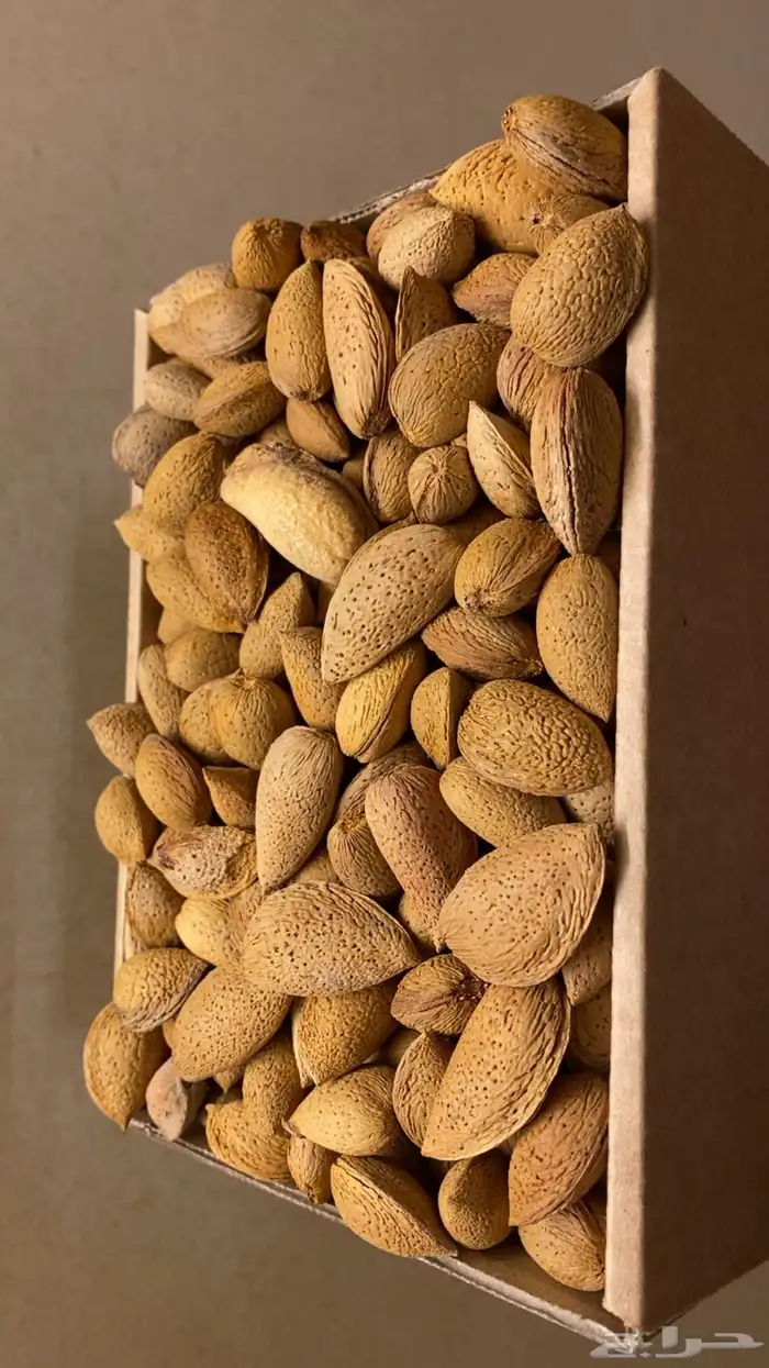 لوز بلدي ميسان 1