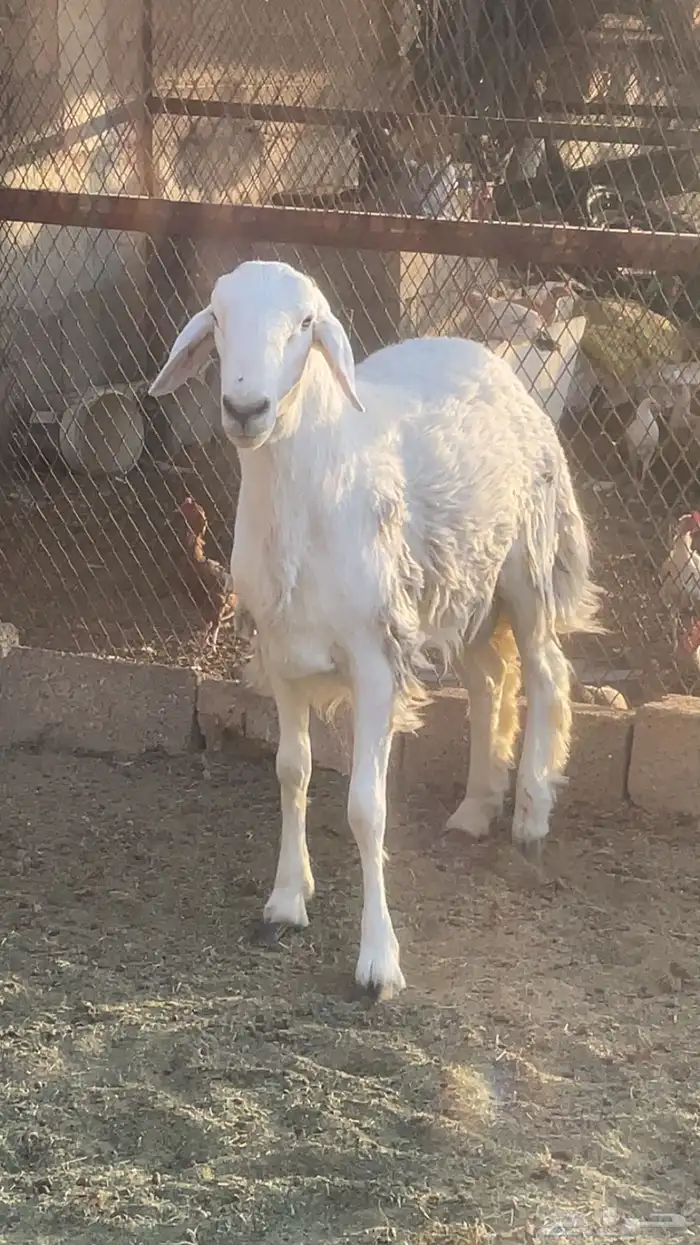 مشاريع فحول طيبه بالحيييل حريات 0