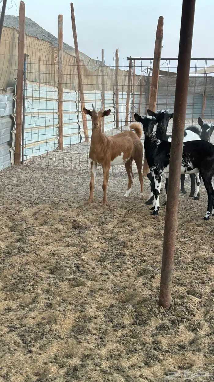 جفره محايليه 3