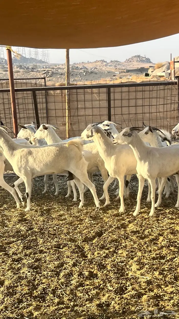 معزا بيشية مراح واحد . 14