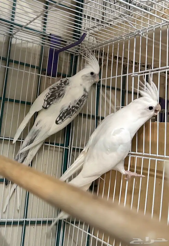 زوج كروان مستوى فخم منتج تم البيع 1