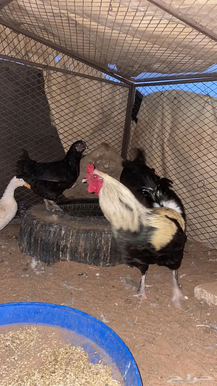 دجاج براهما طقم 0