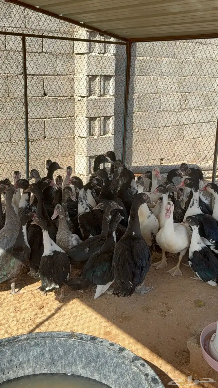 بط بح 2