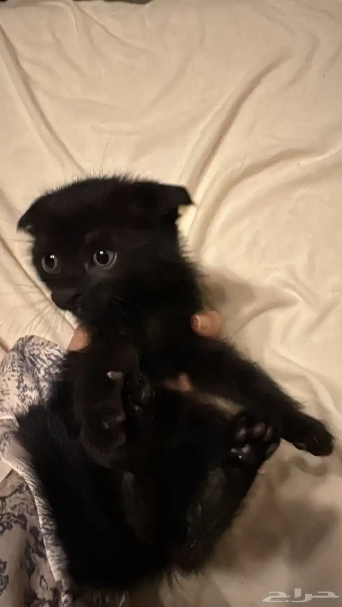 قطط سكوتش وقطه بلديه للتبني 2