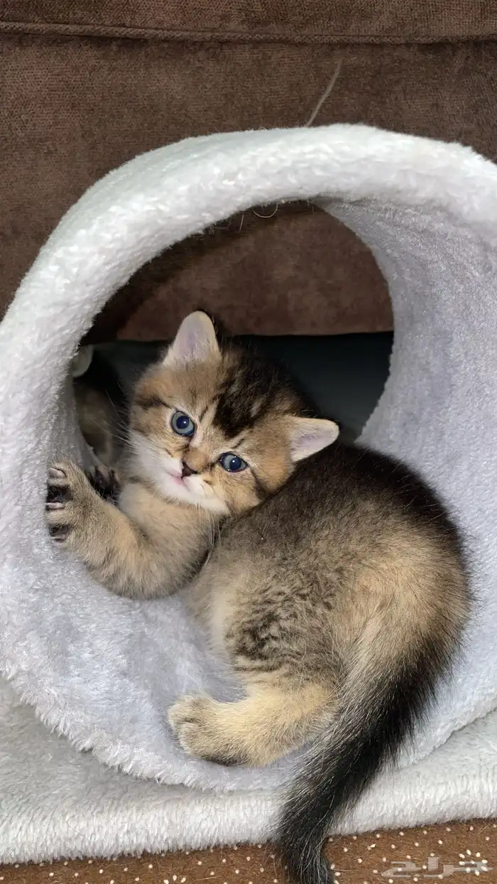 قط سكوتش تايقر استريت Ny22 0